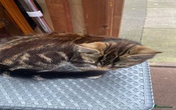 Mixed Breed cats for sale: One kitten  - Image 3