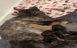 Maine Coon cats for sale: Maine coon kittens  - Image 1