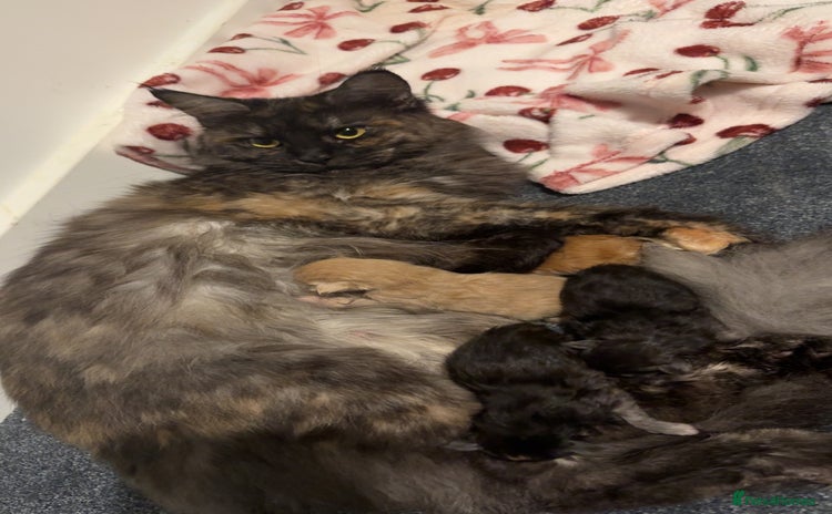 Maine Coon cats - Advert 10