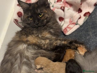 Maine Coon cats for sale - Advert 1