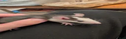 Rat rodents for sale: 12 super tame baby rats with various colours - Advert 6