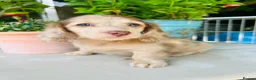 Miniature Dachshund dogs for sale: Chocolate, Cream & Dapple - 5 star Breeder  - Advert 15