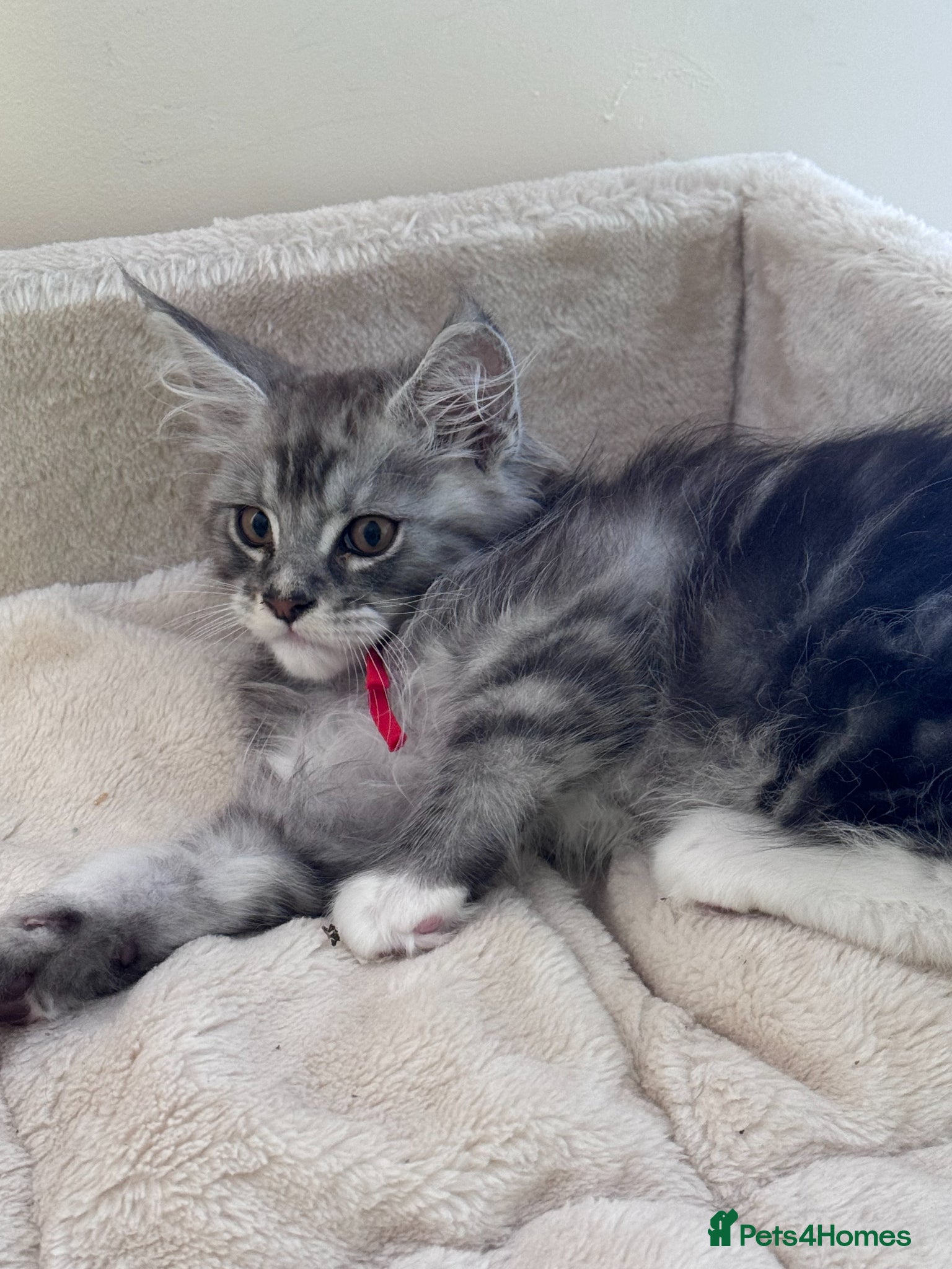 Maine Coon cats for sale: GCCF Registered Maine Coon Shaded Line Kittens - Advert 4