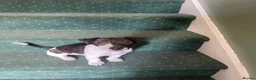 Jack Russell dogs for sale: 2 beautiful male Jack Russells - Advert 9