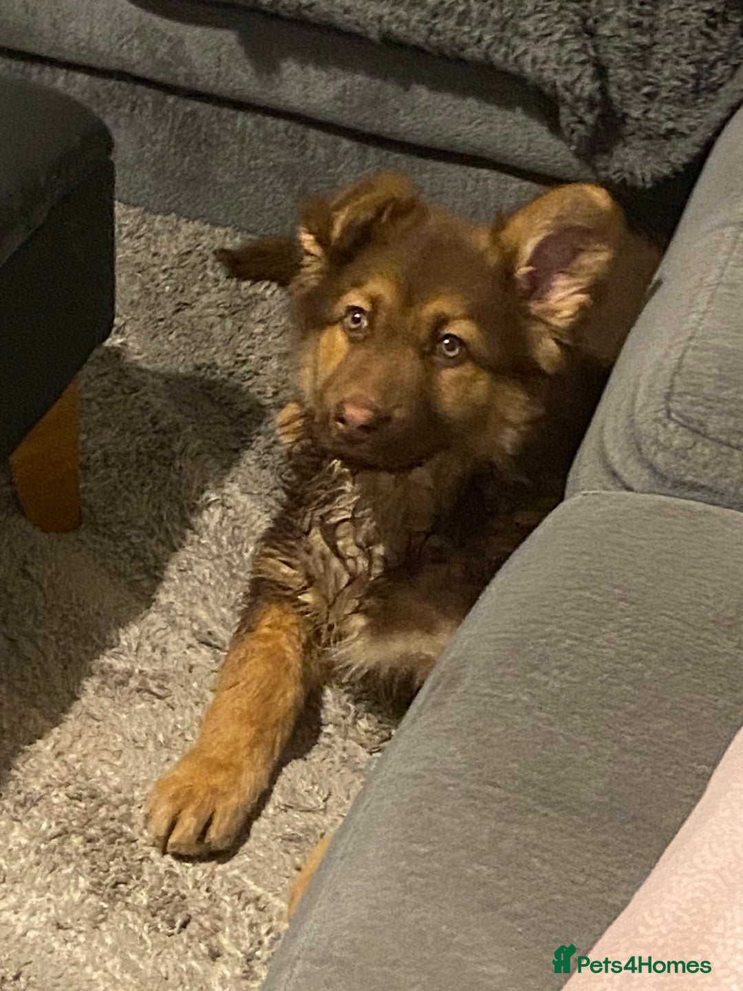 German Shepherd dogs for sale: 14 week old German shepherd puppy - Advert 2