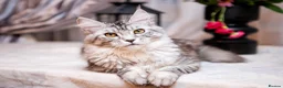 Maine Coon cats for sale: Maine Coon GCCF  - Advert 2