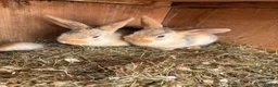 Mixed Breed rabbits for sale: Baby rabbits Harlequins  - Advert 2