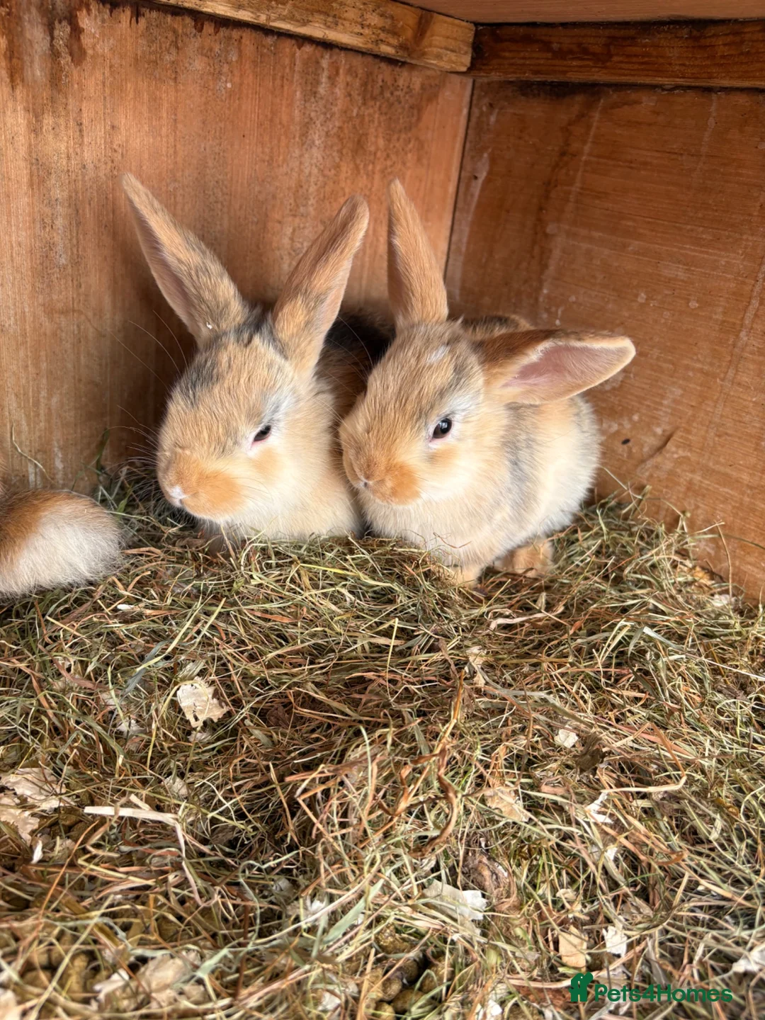 Mixed Breed rabbits for sale: Baby rabbits Harlequins  - Advert 2