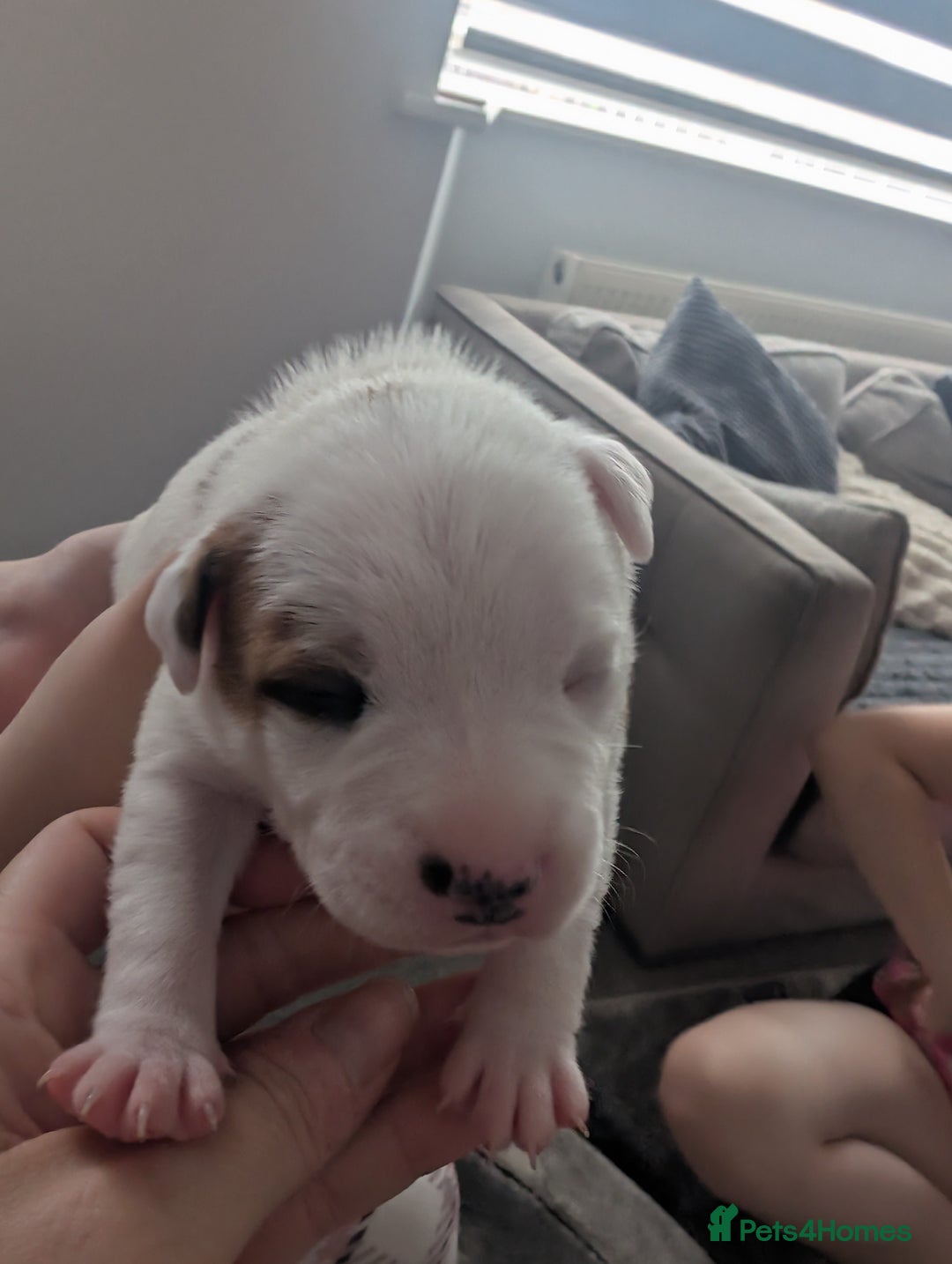 Staffordshire Bull Terrier dogs for sale: Red Staffordshire bull terrier pups  - Image 2