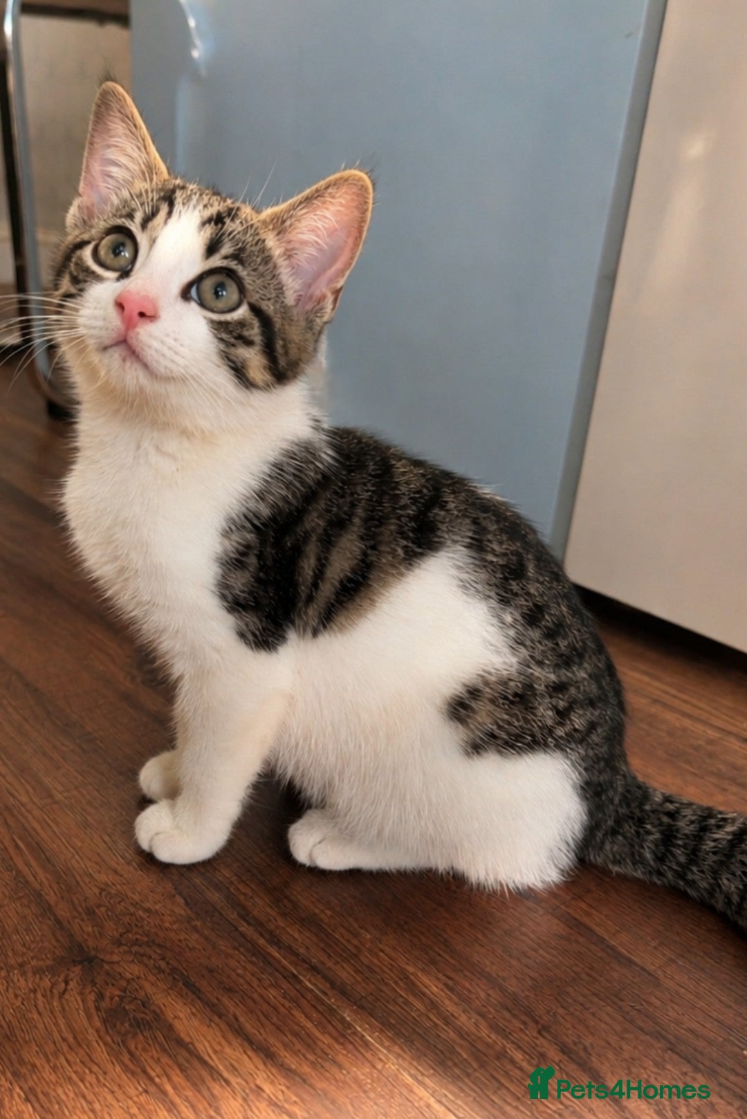 Mixed Breed cats Kitten Looking for a Loving Home - Advert 1