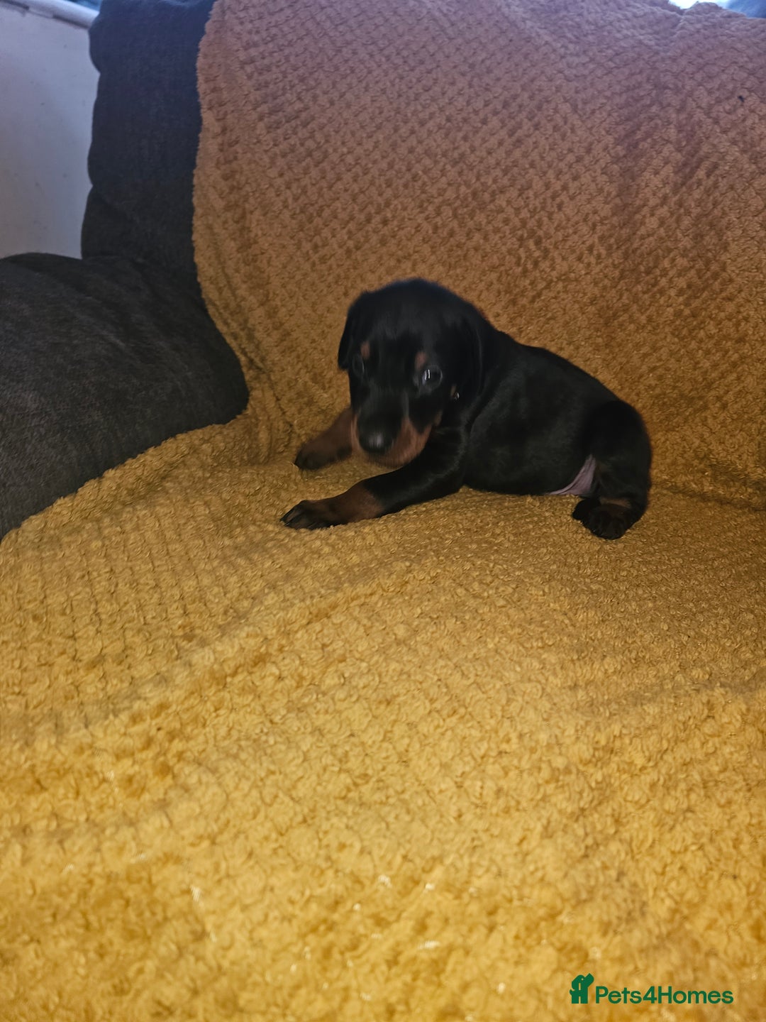Dobermann dogs for sale: ☆☆DOBERMAN PUPPIES FOR SALE ☆☆ - Advert 15