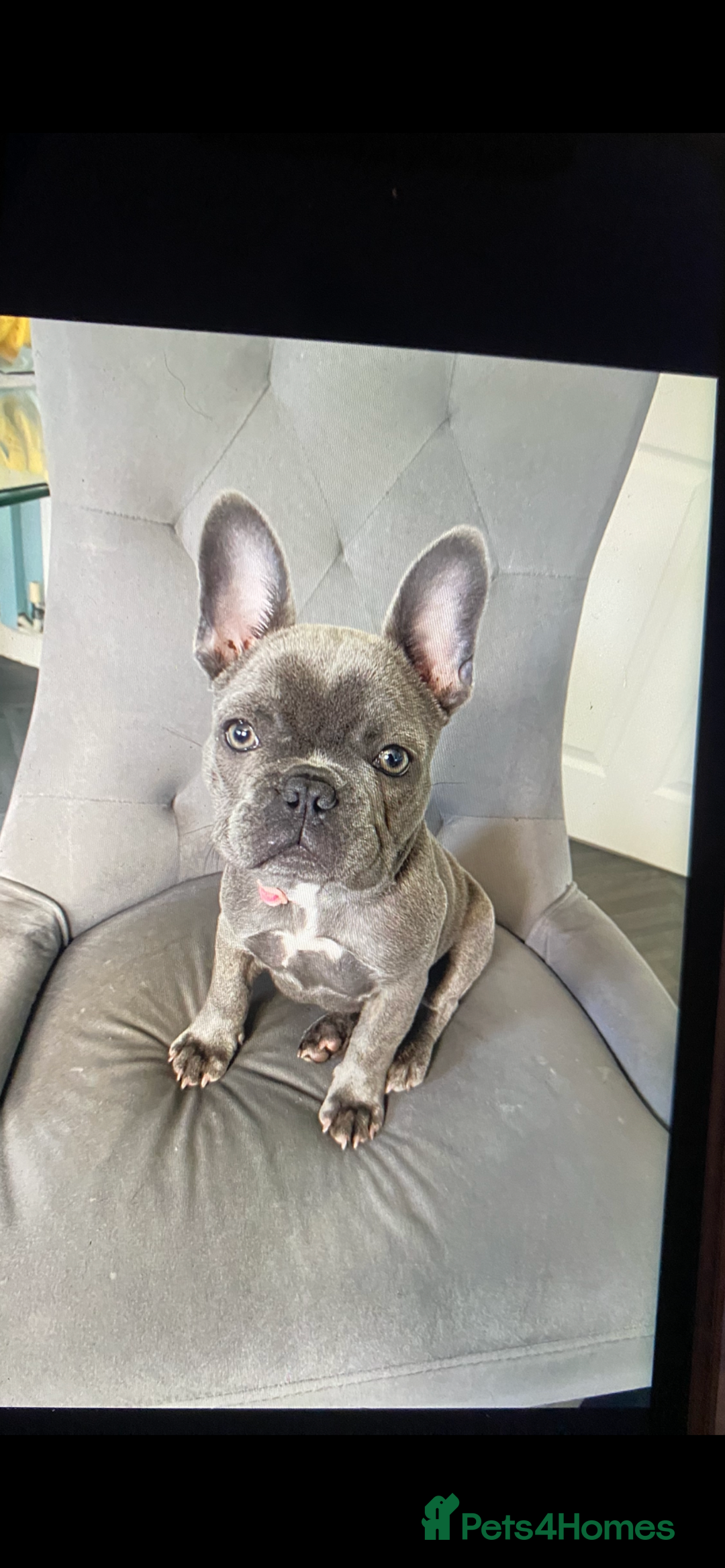 French Bulldog dogs for sale: Stunning Blue French bulldog  - Image 6