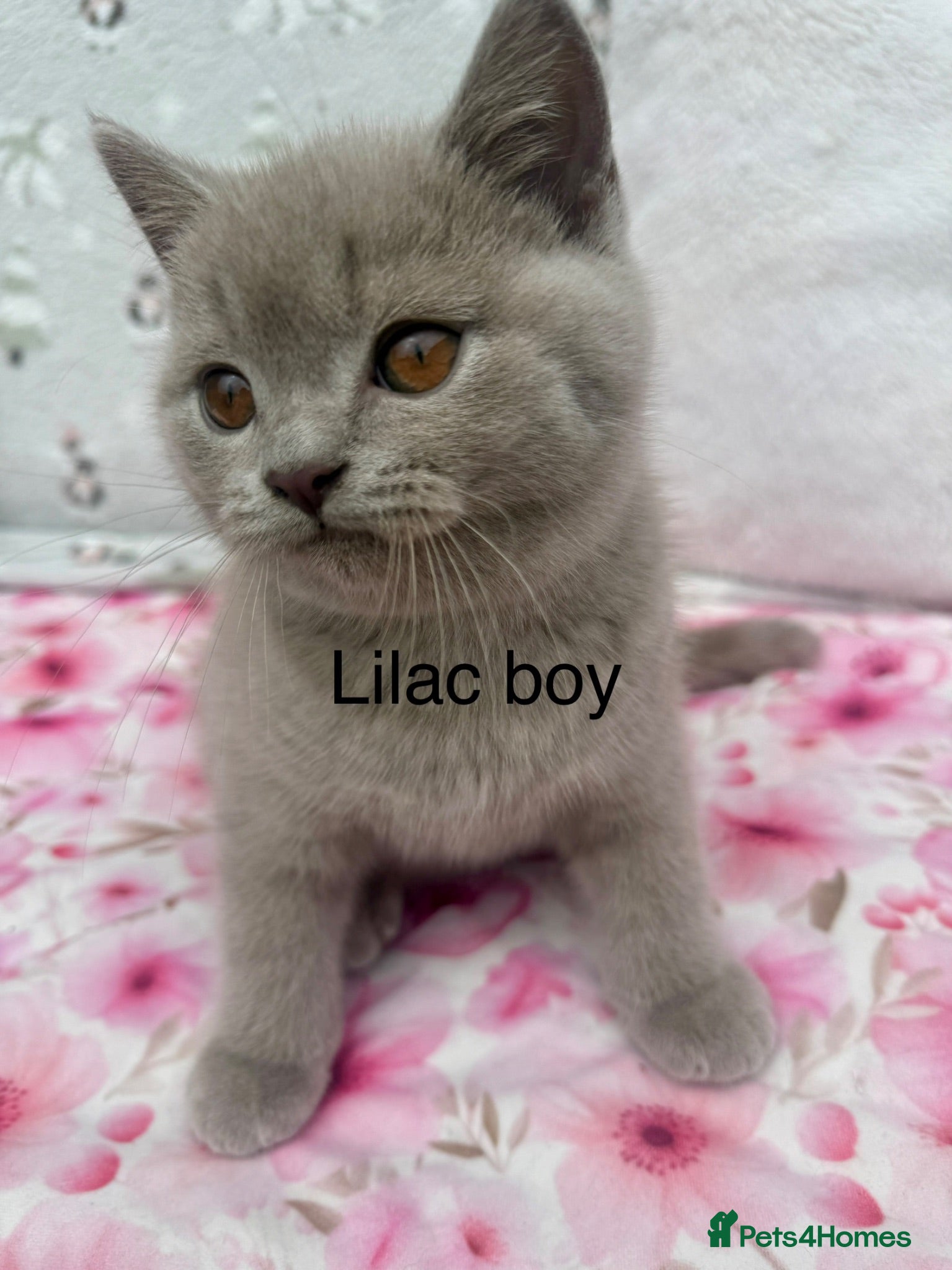 British Shorthair cats Beautiful paws*GB 😻 - Advert 1