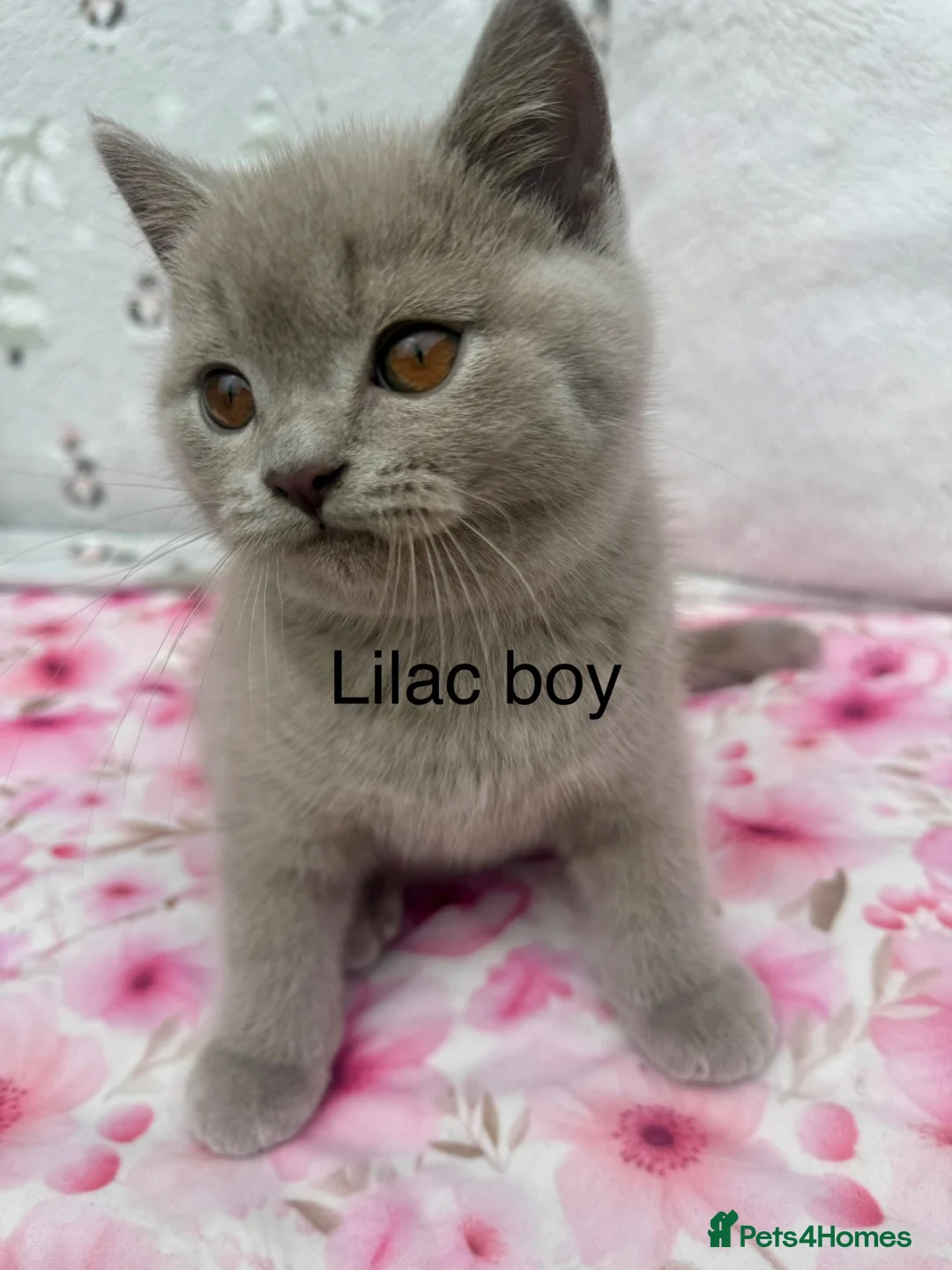 British Shorthair cats for sale: Beautiful paws*GB 😻 - Advert 1