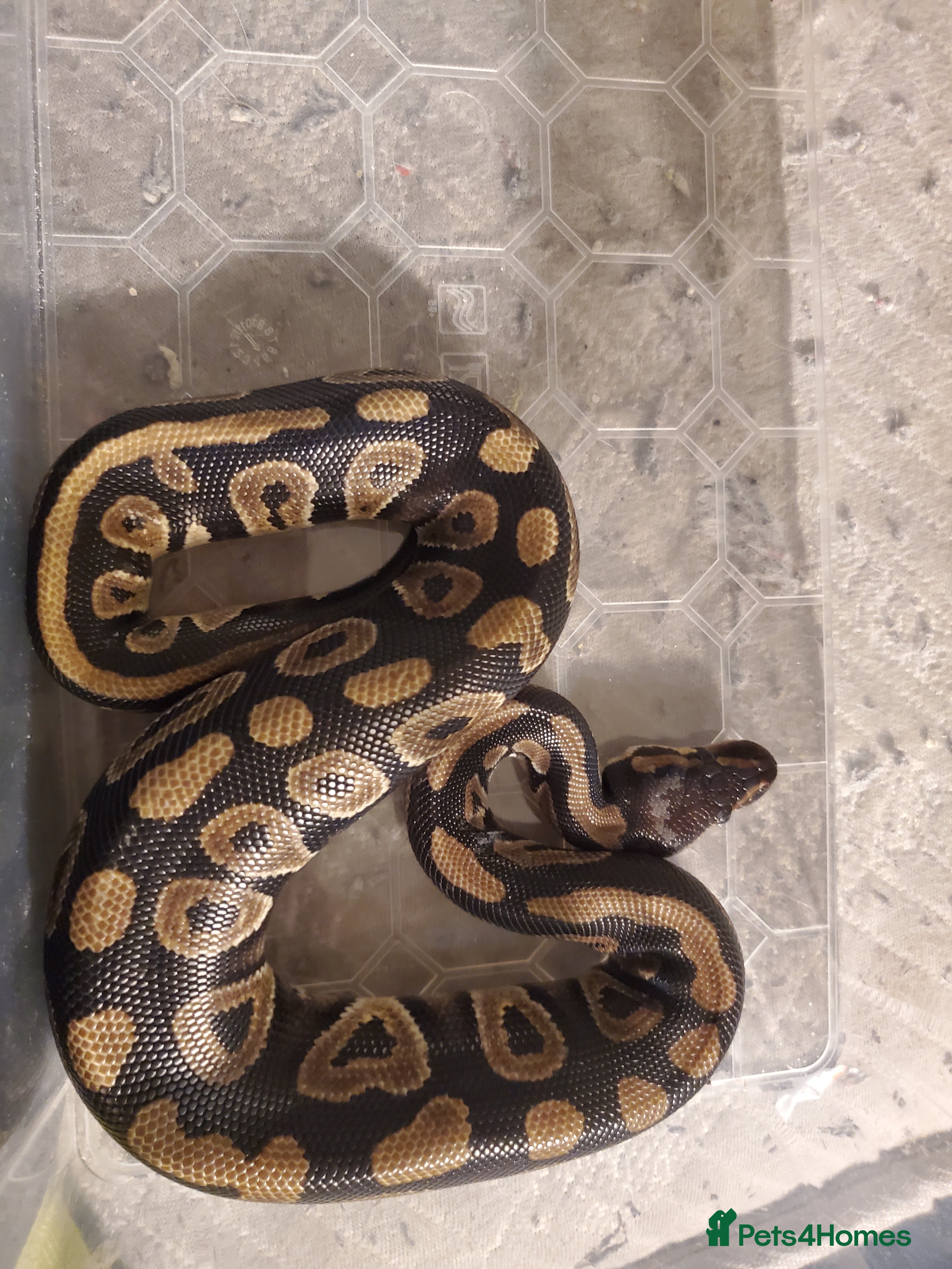 Python Snake reptiles Phantom Ball Python - Advert 1