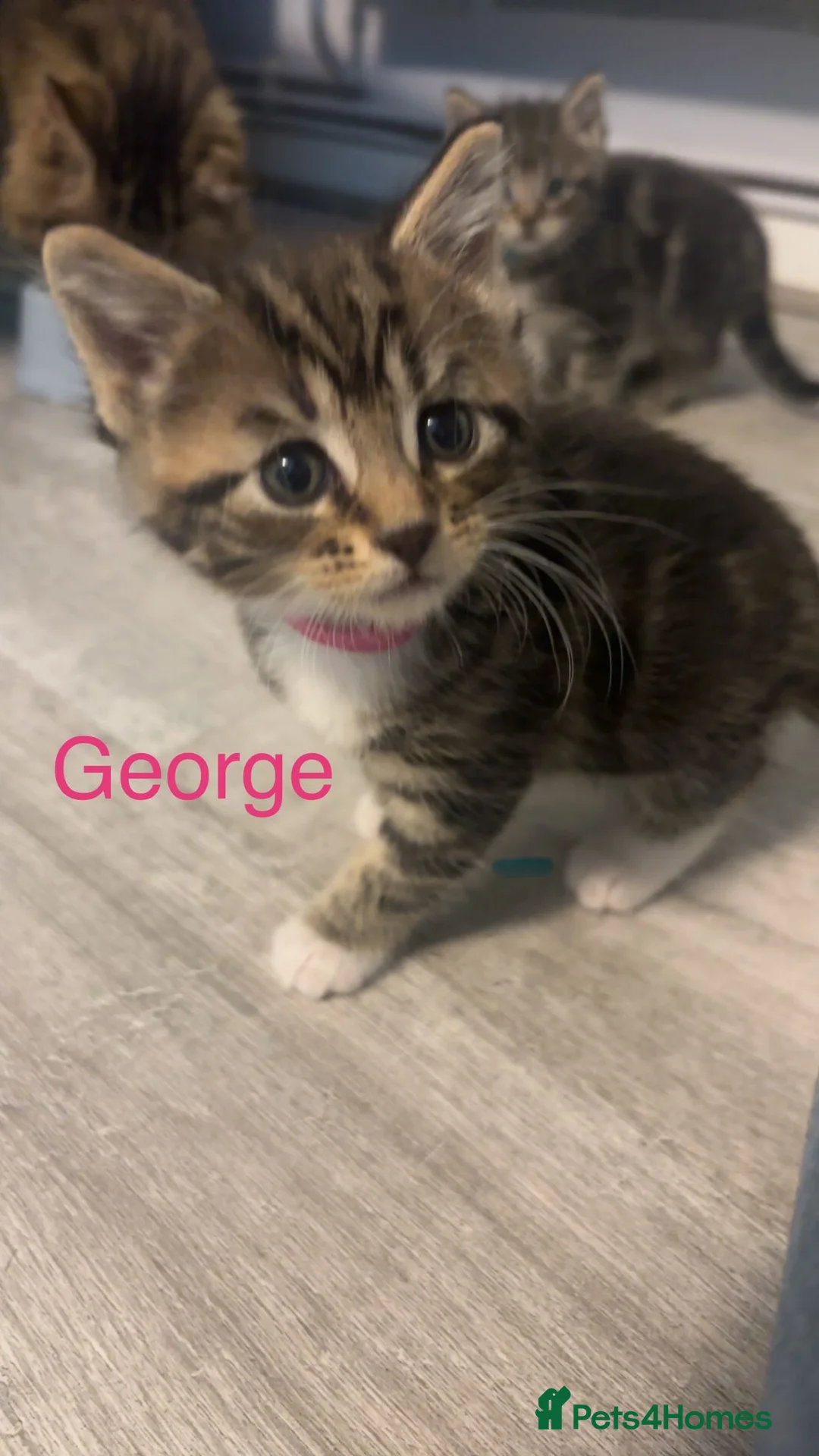 Maine Coon cats for sale: 4 beautiful Maine Coon CROSS kittens for salefor - Advert 20