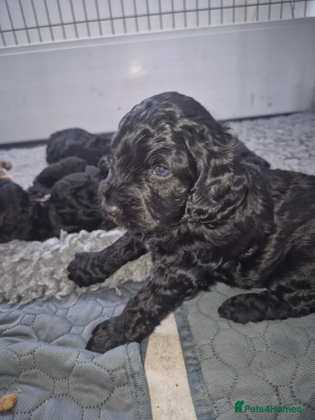 Cockapoo dogs for sale: Goergeous Cockapoo puppie - Advert 2