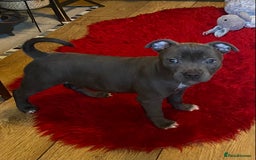 Staffordshire Bull Terrier dogs for sale: 🐾Reduced♥️World Famous Samtan Dozer & C in Swansea - Image 15