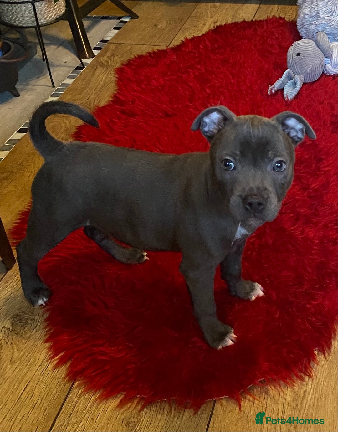 Staffordshire Bull Terrier dogs for sale: 🐾Reduced♥️World Famous Samtan Dozer & C in Swansea - Image 15