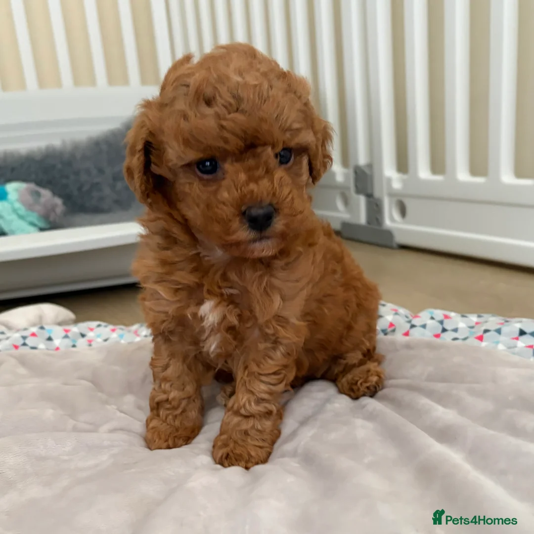 Cockapoo dogs for sale: Toy poodle/cockapoo puppies Health tested  - Advert 2
