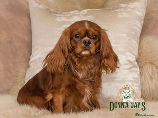 Cavalier King Charles Spaniel dogs in Stafford - Advert 16