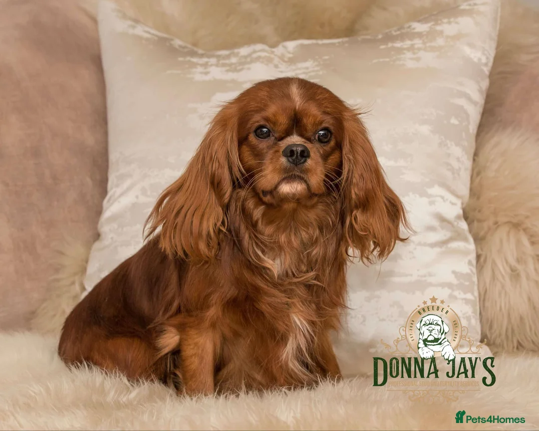 Cavalier King Charles Spaniel dogs for stud: Donnajays stud boys kc laboratory health tested  in Stafford - Advert 1