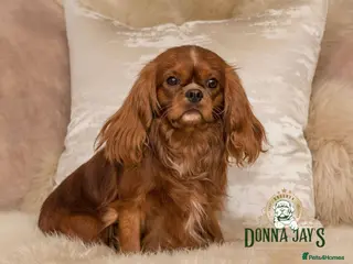 Cavalier King Charles Spaniel dogs Donnajays stud boys kc laboratory health tested in Stafford - Advert 2