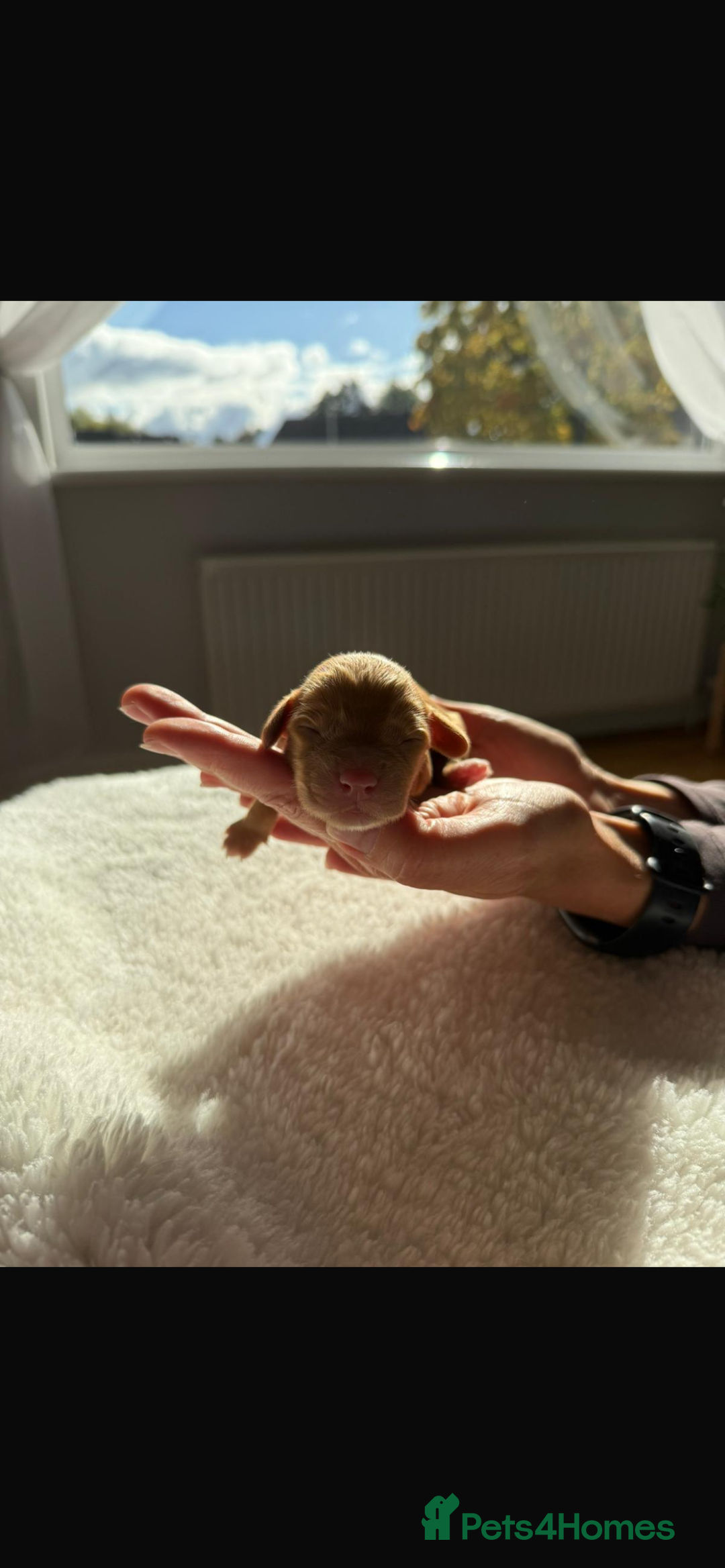 Cocker Spaniel dogs for sale: 🐶Cocker Spaniel Pups Looking for Forever Family🐶 - Image 6