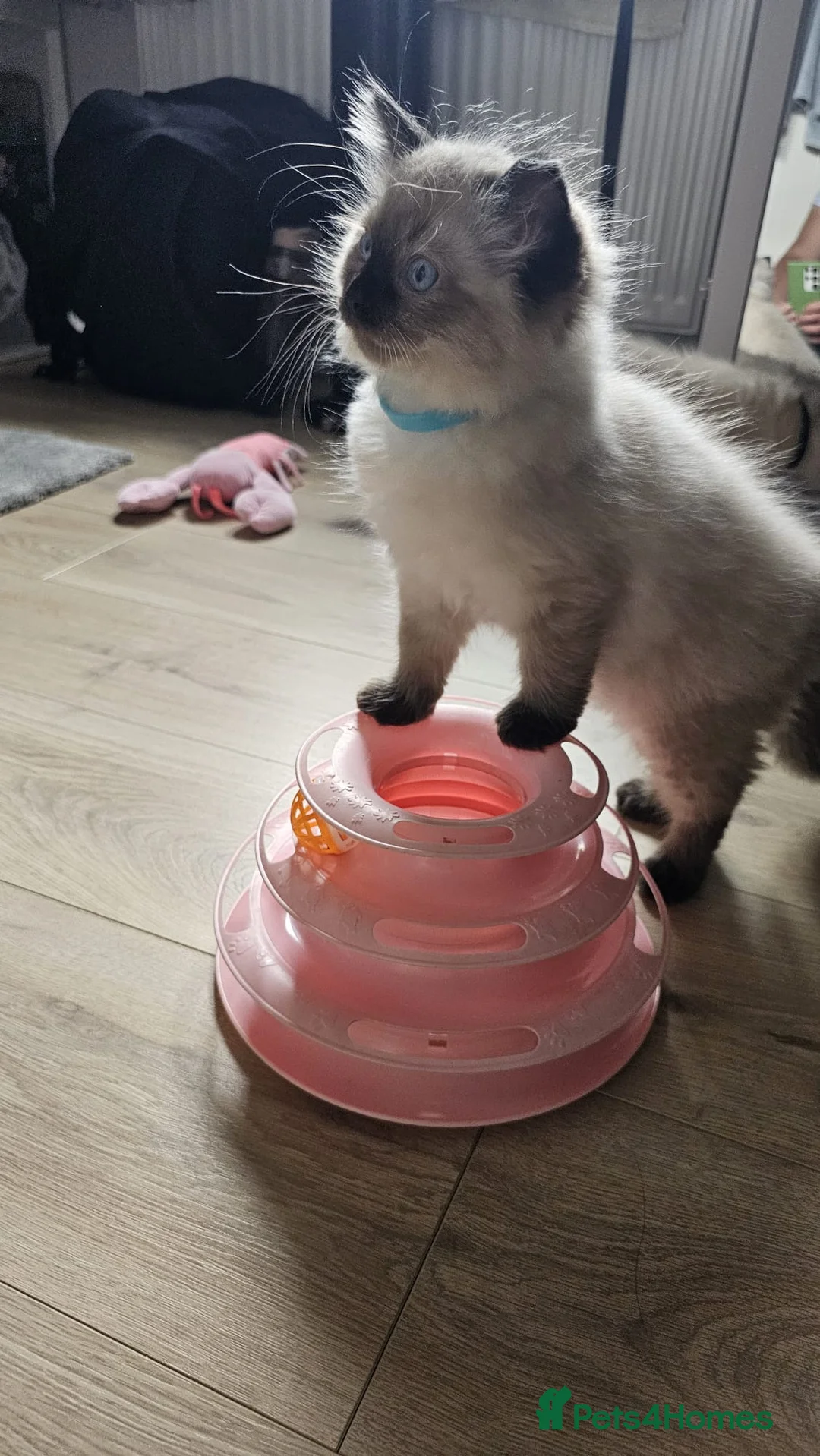 Ragdoll cats for sale: Ragdolls Kittens  - Advert 15