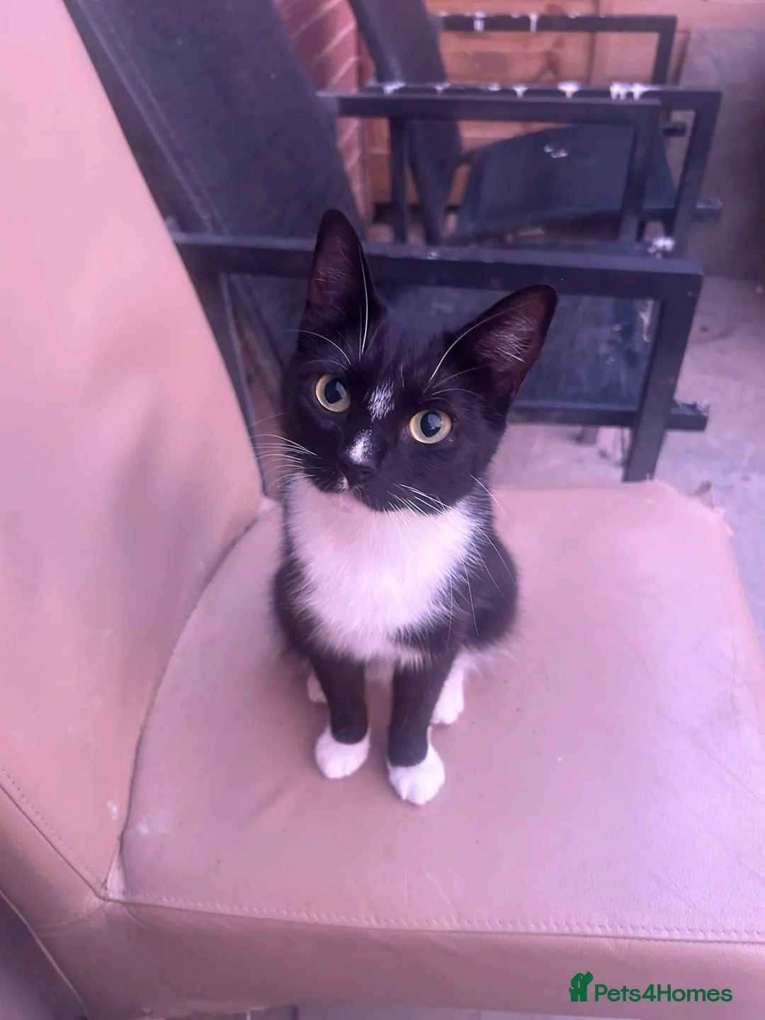 Mixed Breed cats for sale: Black and white kitten - Advert 1