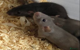 Rat rodents for sale: Baby dumbo rats - Image 3