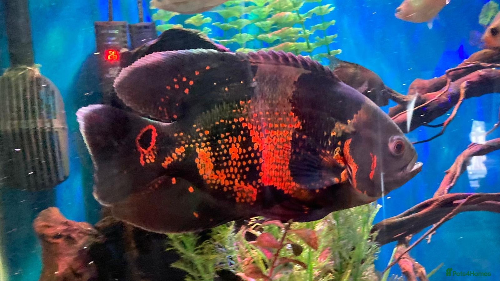 Cichlids fish Oscar fish - Advert 1