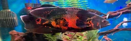 Cichlids fish for sale: Oscar fish in Kettering - Advert 1