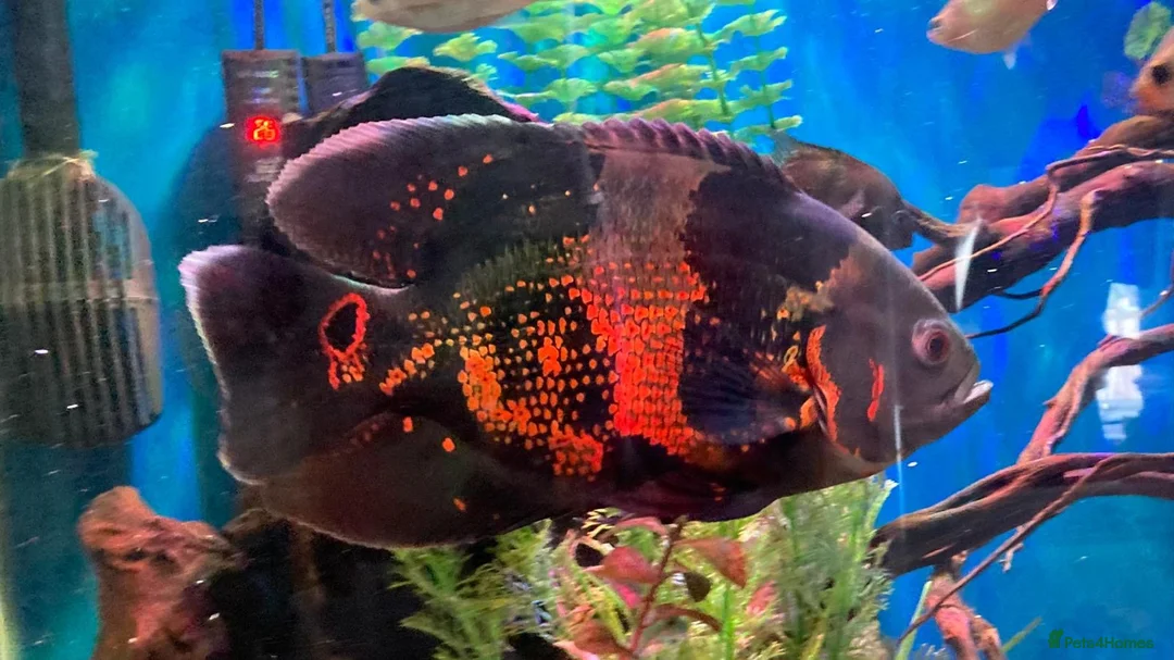 Cichlids fish for sale: Oscar fish in Kettering - Advert 1