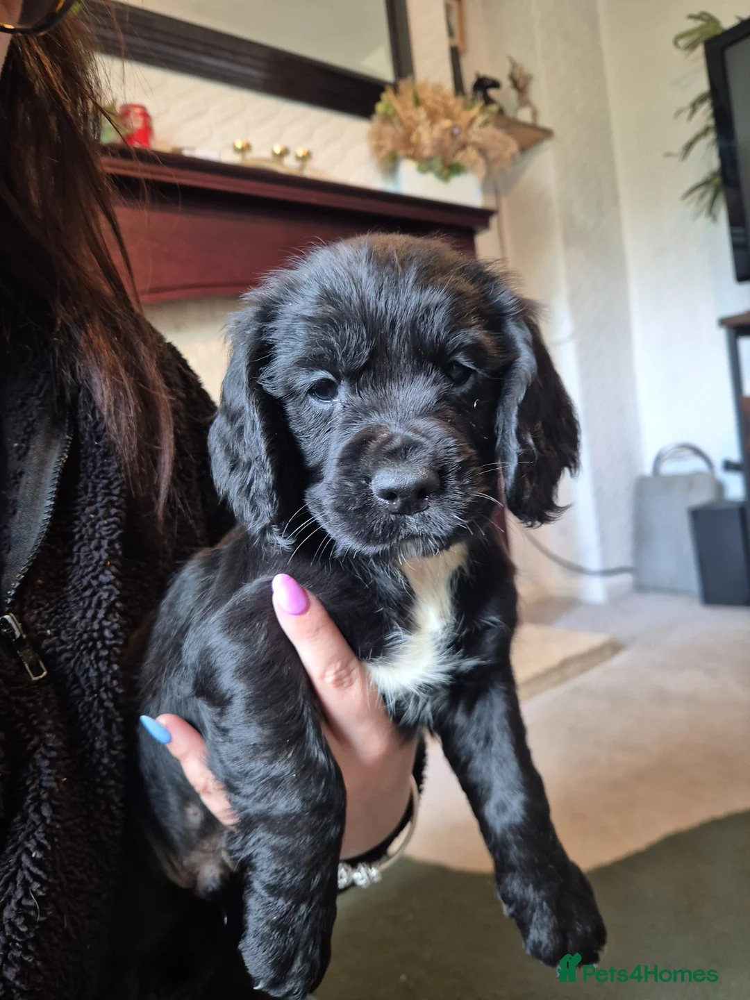 Cocker Spaniel dogs for sale: Working type cocker spaniels  - Advert 1