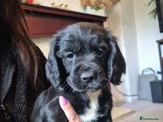 Cocker Spaniel dogs for sale: Working type cocker spaniels - Advert 1
