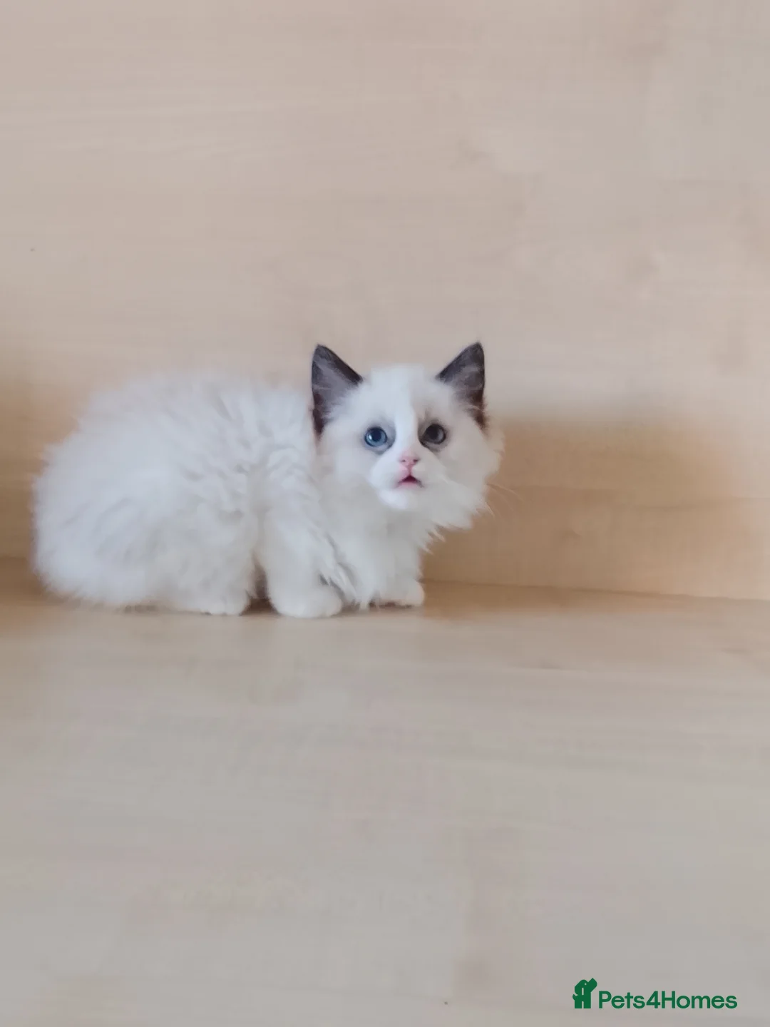 Ragdoll cats for sale: 5 Ragdoll cats are waiting to be adopted. in Liverpool - Advert 2