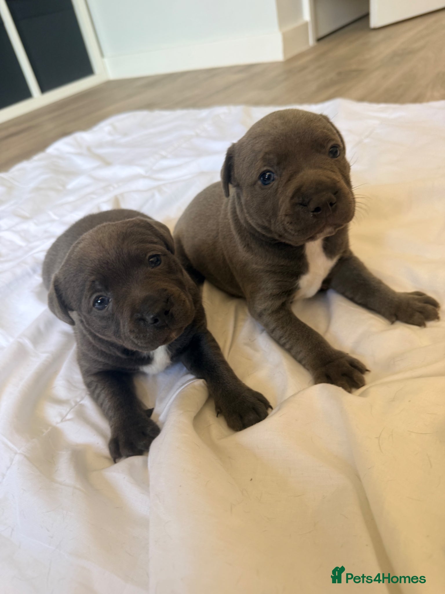 Staffordshire Bull Terrier dogs Stunning Blue Staffordshire Bull Terrier Puppys - Advert 17