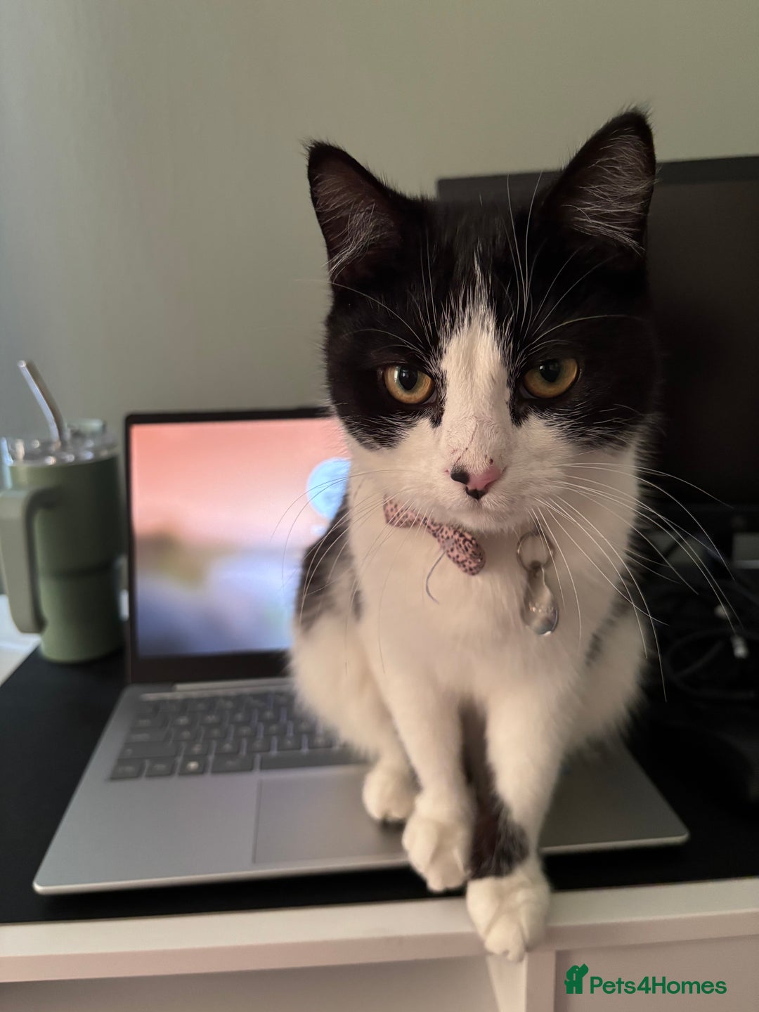 Mixed Breed cats for sale: Loving friendly cat for sale  - Image 2