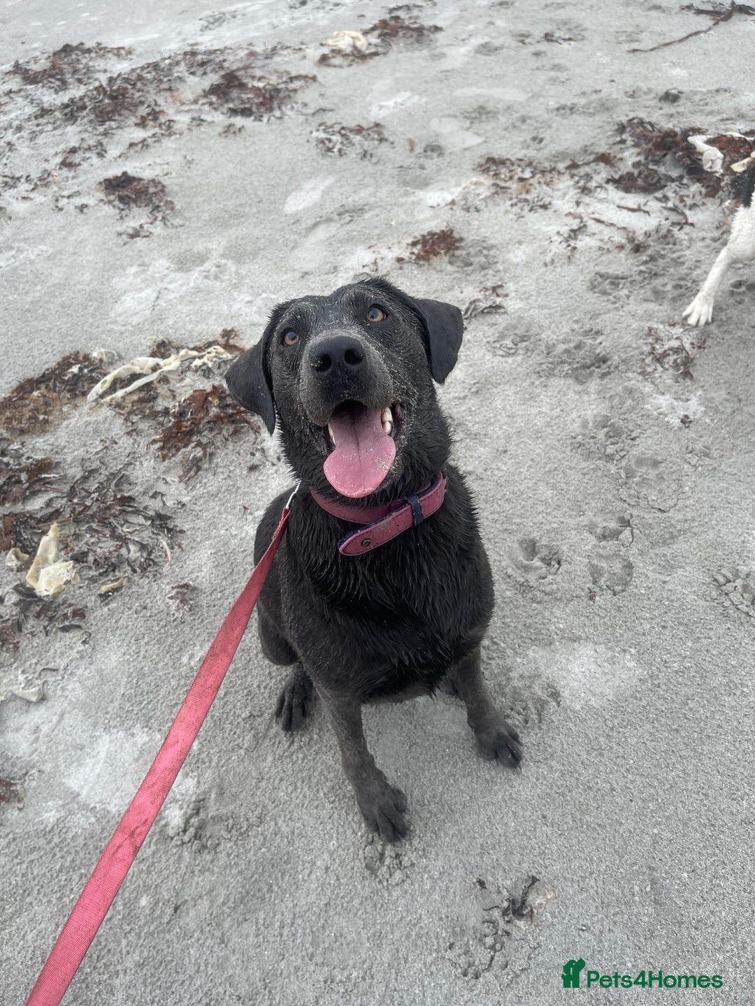 Labrador Retriever dogs for sale: Rehome- read carefully  - Advert 2