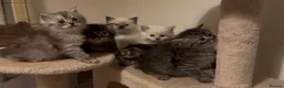 Persian cats for sale: Persian-Ragdoll Kittens - Affectionate and Fluffy - Advert 7