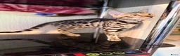Bengal cats for sale: TICA, GCCF Champion Bloodline Bengal Kittens in London - Advert 25