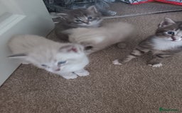 Bengal cats for sale: Bengal cross  - Image 4