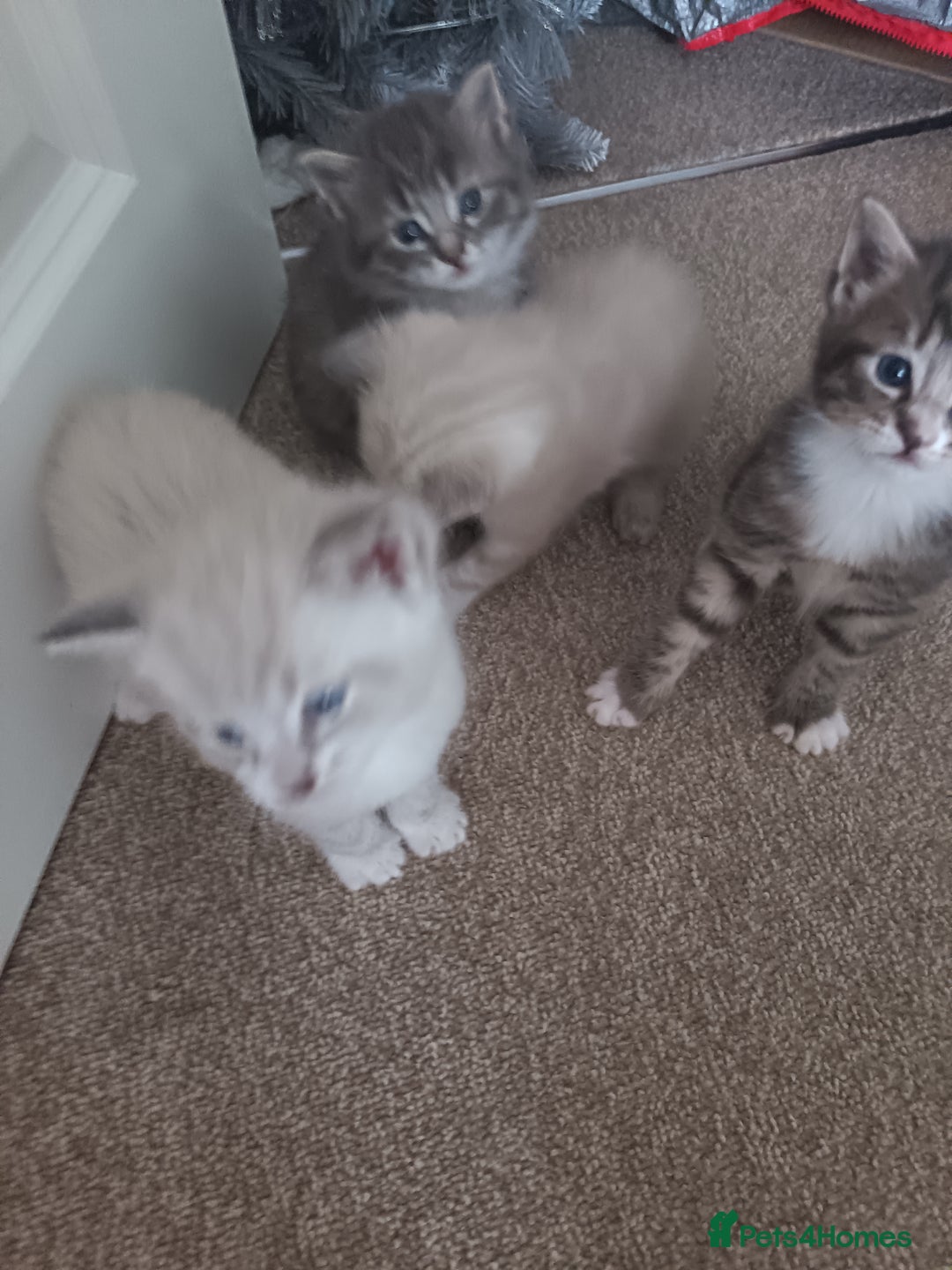 Bengal cats for sale: Bengal cross  - Image 4