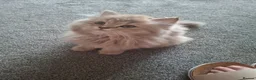British Longhair cats for sale: Pure British Long Haired Kittwens for sale. - Advert 5