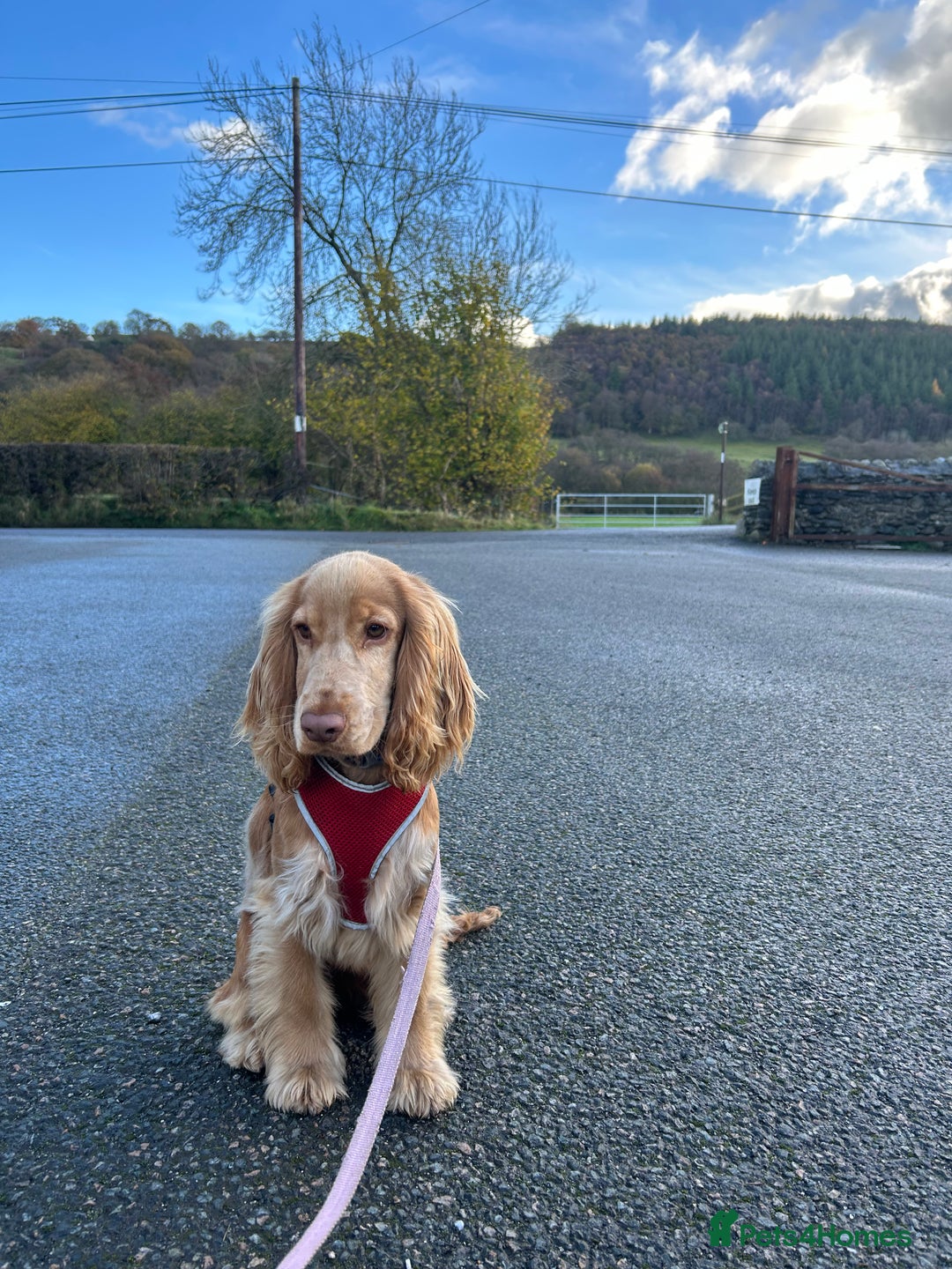 Cocker Spaniel dogs for sale: Show Cocker Spaniel - Advert 13