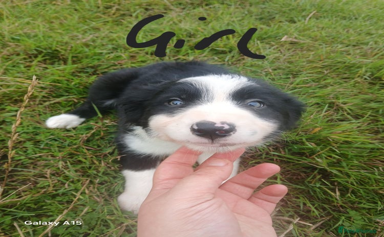 Border Collie dogs - Advert 2