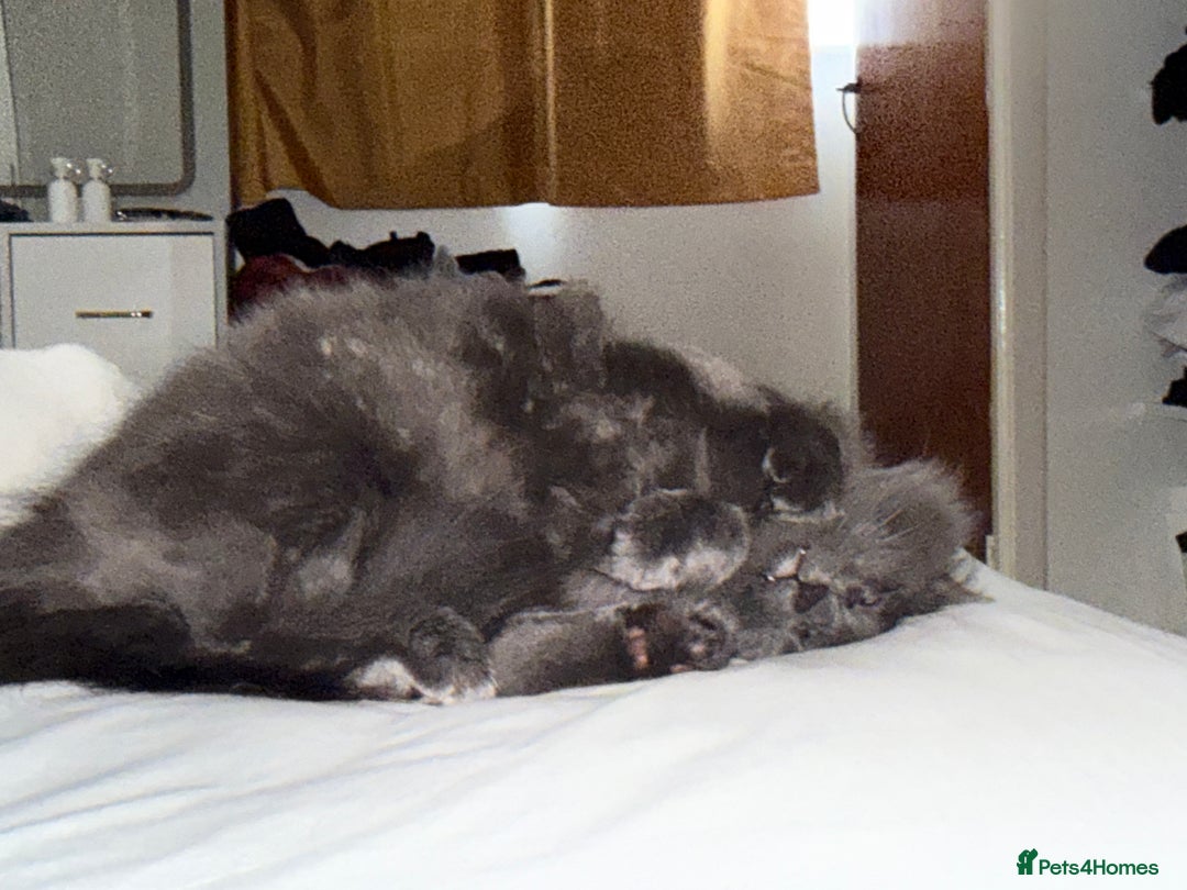 Mixed Breed cats for sale: Beautiful girl  - Advert 2