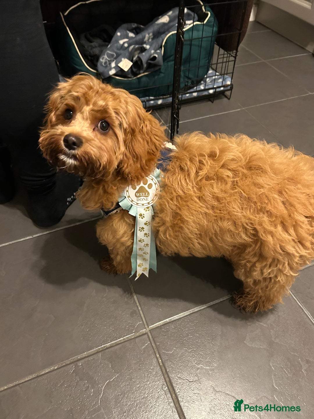 Cavapoo dogs for sale: Rehoming a Cavapoo boy 5 months old - Advert 4