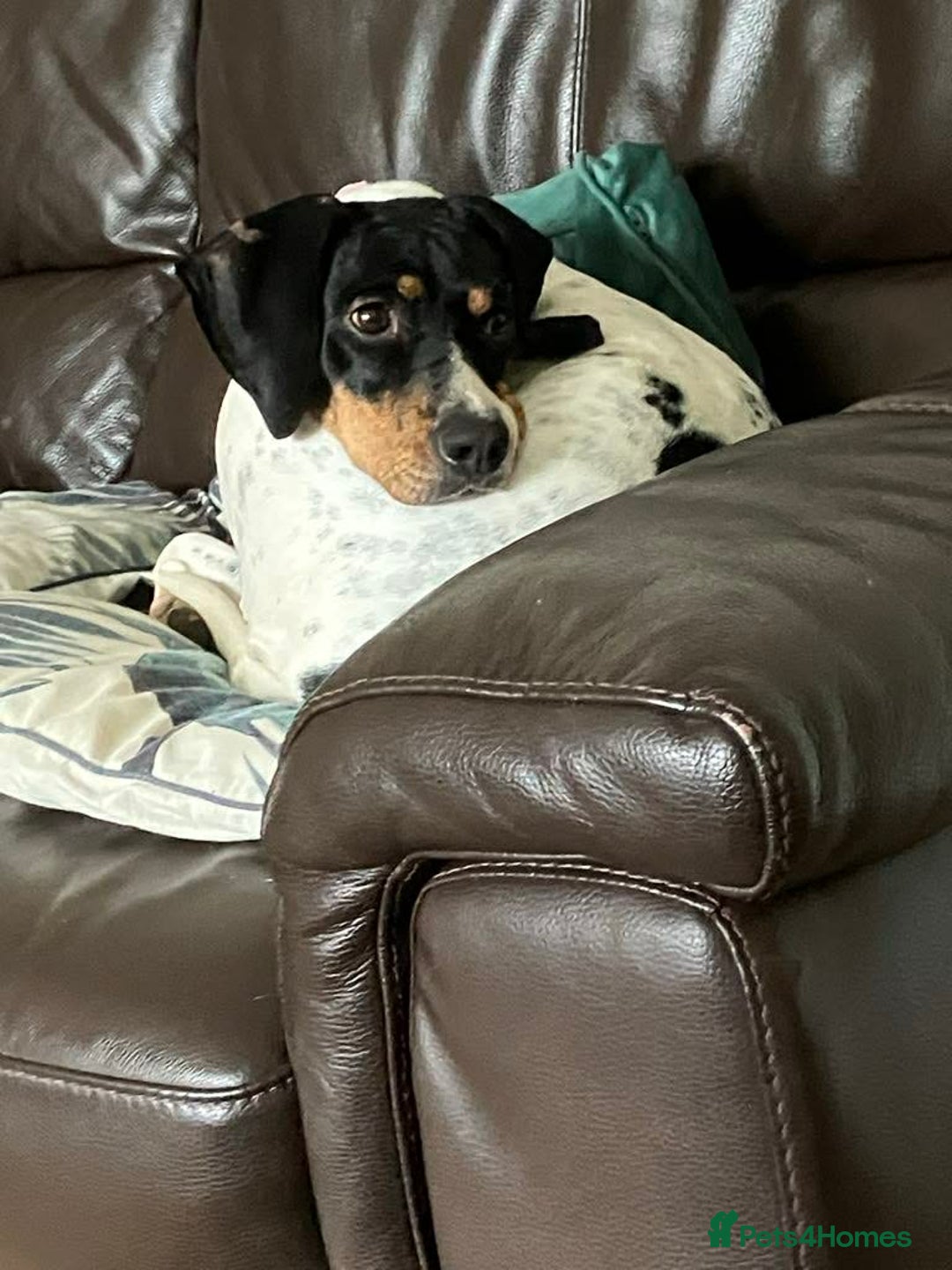 Mixed Breed dogs for adoption: Betty – 3 years old, female, Mixed Breed   - Advert 9